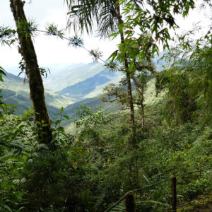 Regnskov i Ecuador – Erhverv