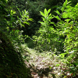 Regnskov i Ecuador - Junglebeskytter