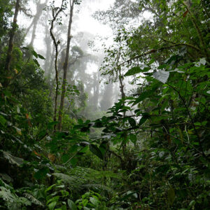 regnskov i Ecuador